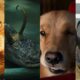 os-10-melhores-animais-do-mcu,-classificados